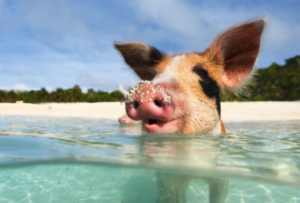 pig swimming in the Bahamas